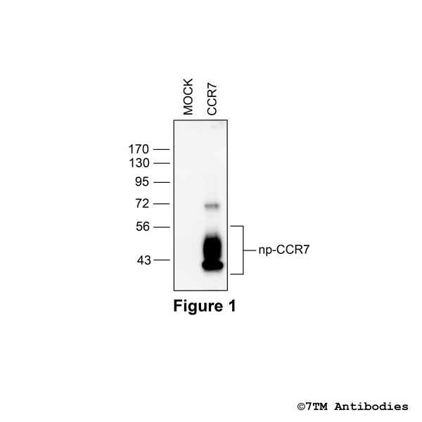 Validation of the CC Chemokine Receptor 7 in transfected HEK293 cells