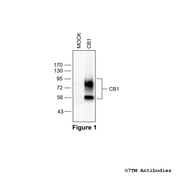 CB1 (GP-non-phospho) Cannabinoid Receptor 1 Antibody, Guinea Pig