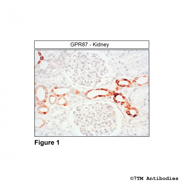 Immunohistochemical identification of G Protein-coupled Receptor 87 in kidney.