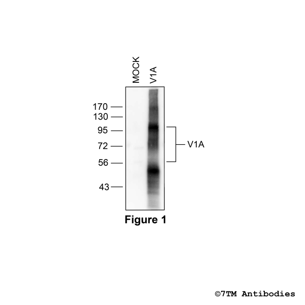 Validation of the Vasopressin Receptor 1A in transfected HEK293 cells