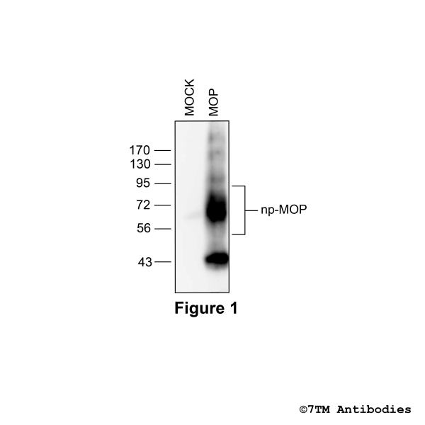 MOP (GP-non-phospho), µ-Opioid Receptor Antibody, Guinea Pig