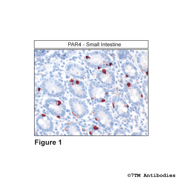 PAR4 (IHC-Grade), Proteinase-Activated Receptor 4 Antibody
