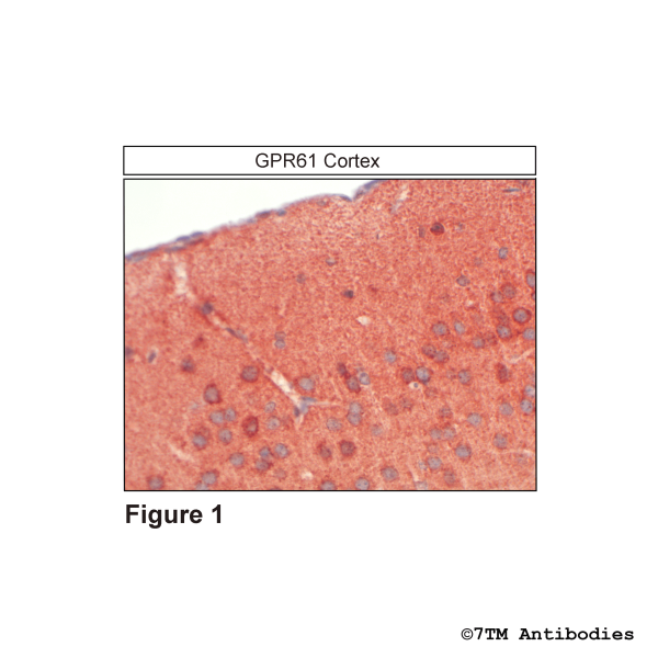 Immunohistochemical identification of G Protein-coupled Receptor 61 in cortex