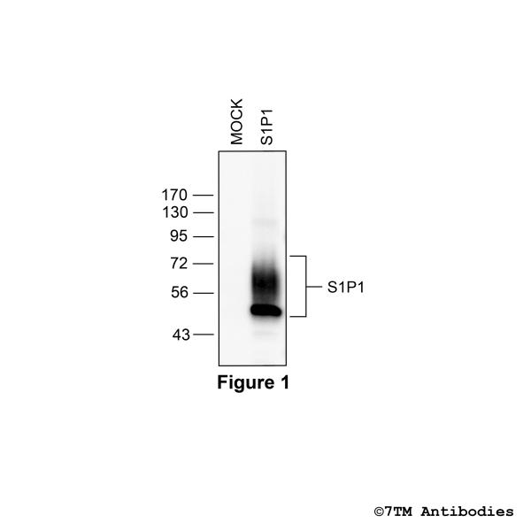 S1P1 (GP-non-phospho), Sphingosine 1-Phosphate Receptor 1 Antibody, Guinea Pig