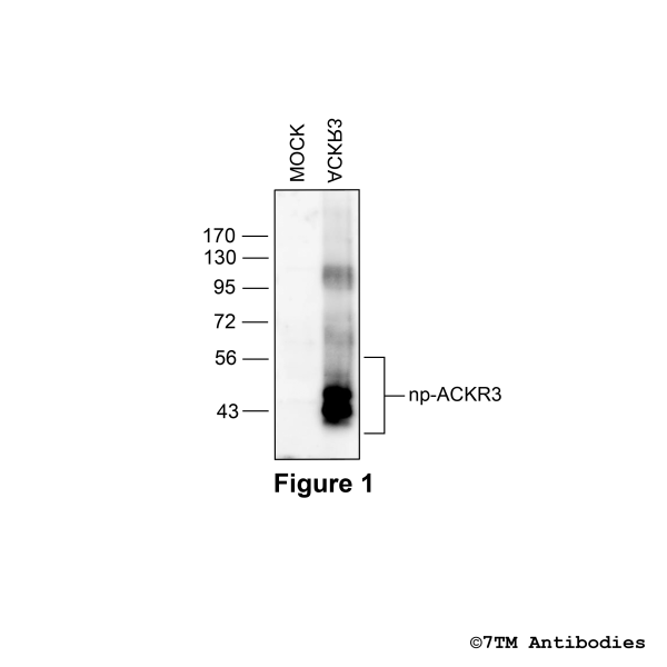 ACKR3 (GP-non-phos, C-Term), Atypical Chemokine Receptor 3 Antibody, Guinea Pig